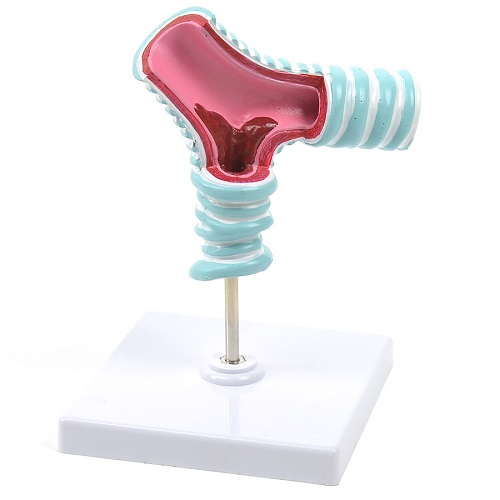 Model Of The Tracheal Bifurcation